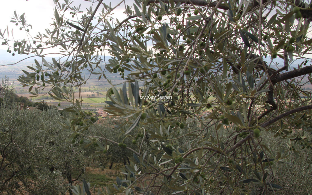L’olivo, un albero dalla nascita divina