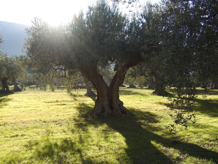 L’olivo forza e bellezza L’Umbria terra di uliveti. Uno splendore che incanta per il…